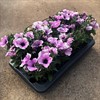 SURFINA 12 CM LAVENDER BLUSH  MÅLSTA